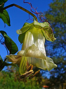 Cobaea scandens Flower