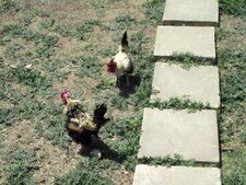 File: Cockfighting.ogv