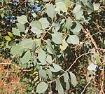 Codonocarpus cotinifolius foliage.jpg