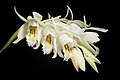 Coelogyne calcicola