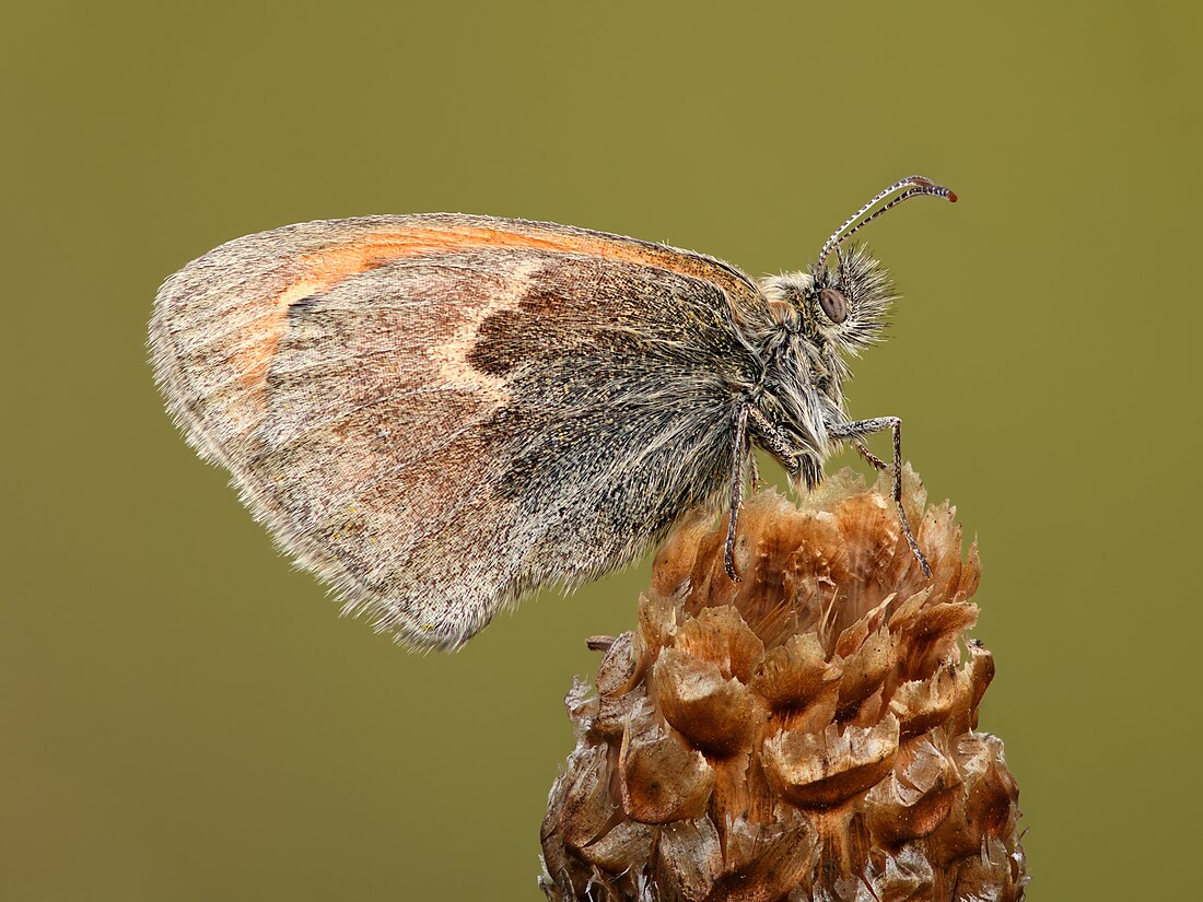 Coenonympha pamphilus