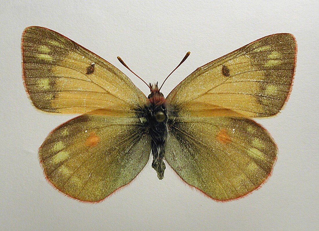 Colias hecla