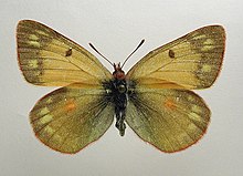 Colias hecla f.jpg