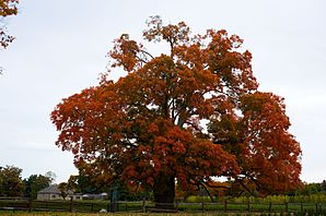 500 year old sugar maple tree in autumn leaves