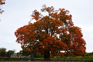 Comfort Maple Old sugar maple tree in Pelham, Ontario, Canada