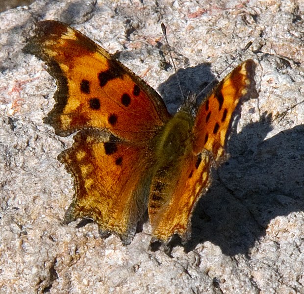 File:Comma Butterfly 2 (8040628819).jpg