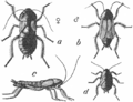 東方蜚蠊（Blatta orientalis） a. 雌, b. 雄, c. 雌蟲側視圖, d. 稚蟲