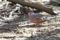 Common Ground dove (Columbina passerina).jpg
