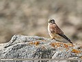 Common Kestrel (Falco tinnunculus) (50499003738).jpg