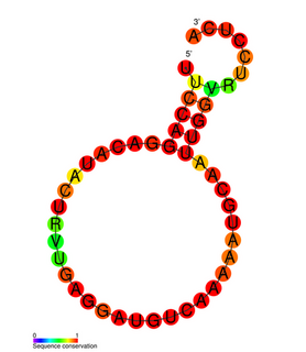 Influenza virus pseudoknot