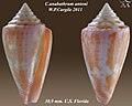 Conus anabathrum antoni W. P. Cargile 2011