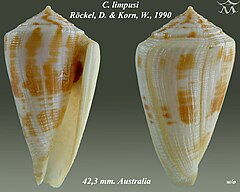 Description de l'image Conus limpusi 1.jpg.