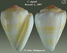 Conus olgiatii 2.jpg