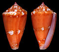 Thumbnail for Conus pseudocardinalis