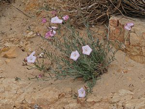 Ölbaumblättrige Winde (Convolvulus oleifolius)