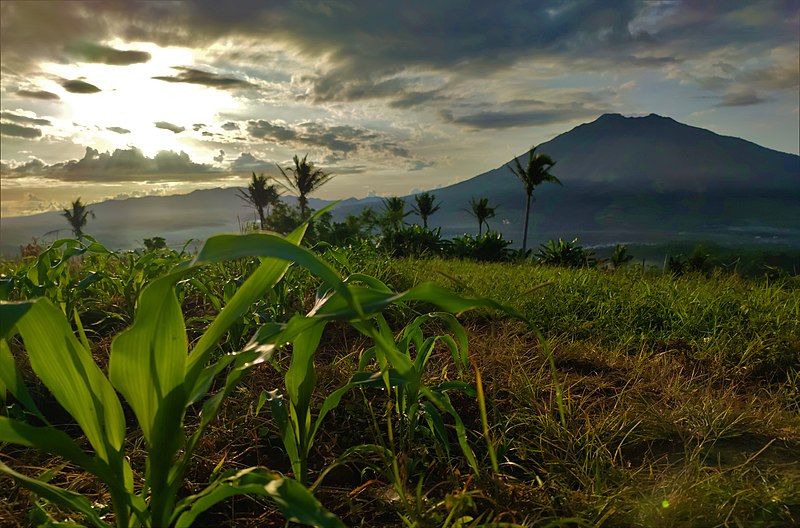 File:Corn, Vegetation in Antipolo, Baao, Camarines Sur.jpg