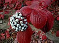 Svída bílá (Cornus alba) - plody a podzimní zbarvení listů