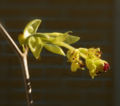 Corylopsis gotoana,Corylopsis spicata?