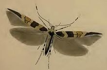 Cosmopterix schmidiella.JPG