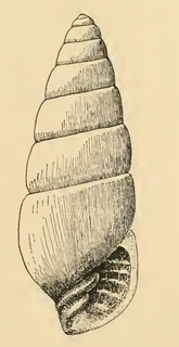 <i>Cossmannica jacksonensis</i> Species of gastropod