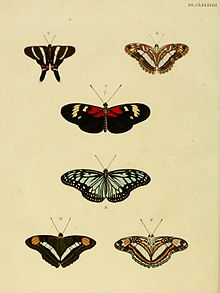 In Pieter Cramer and Caspar Stoll's Uitlandsche Kapellen E and F CramerAndStoll-uitlandsche kapellen vol. 2- plate 188.jpg