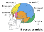 Miniatura per Neurocrani