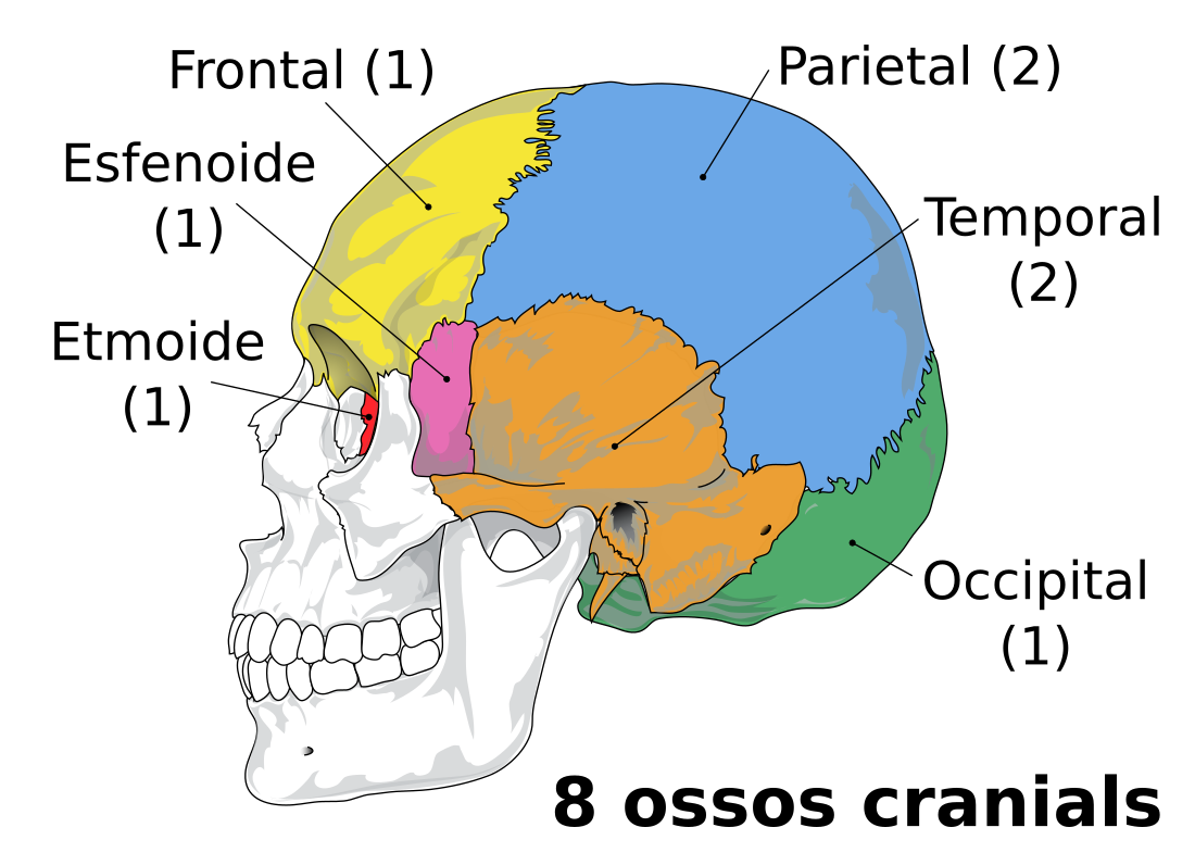 Neurocrani