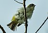 Cream-throated White-eye.jpg