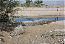  Farming and the Crocodile Industry