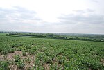 Thumbnail for File:Cropland - geograph.org.uk - 3551468.jpg