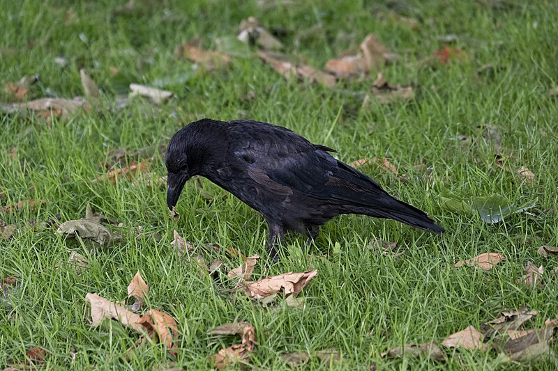 File:Crow, Parsloes Park, Dagenham.jpg