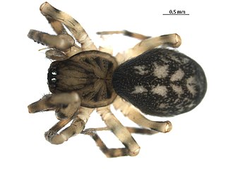 <i>Cryphoeca exlineae</i> Species of spider
