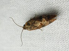 Cryptophlebia illepida.jpg