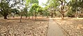 Cubbon Park, Bengaluru (32595297383).jpg