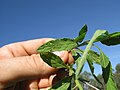Cyanthillium cinereum leaf17 DC - Flickr - Macleay Grass Man.jpg