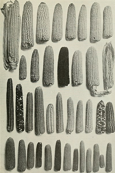 File:Cyclopedia of farm crops - a popular survey of crops and crop-making methods in the United States and Canada (1922, c1907) (20641222039).jpg