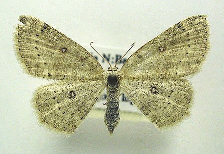 Cyclophora albipunctata