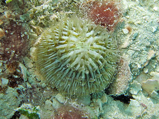 <i>Cycloseris cyclolites</i> Species of disc coral in the family Fungiidae