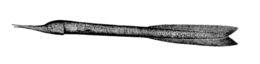 Bukauodegis ungurys (Cyema atrum)