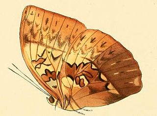 <i>Cymothoe hyarbita</i> Species of butterfly