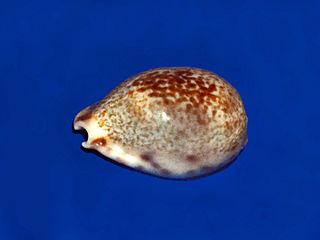 <i>Erronea pallida</i> Species of gastropod