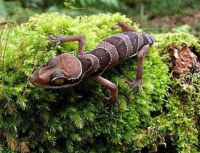 Resmin açıklaması Cyrtodactylus-pulchellus.jpg.