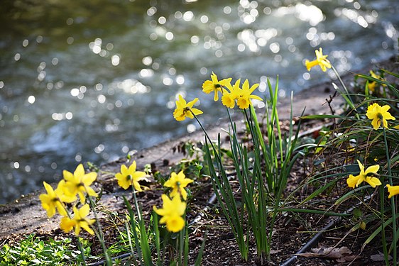 Daffodils near the river of Edessa, Greece.