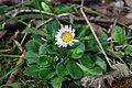 * Nomination Closeup of a daisy flower on leaf litter. Taken near Twyford, UK. --Prosthetic Head 09:21, 9 April 2018 (UTC) * Decline Flower is in focus alright, but too much of that distracting blurred background --Daniel Case 19:12, 17 April 2018 (UTC)