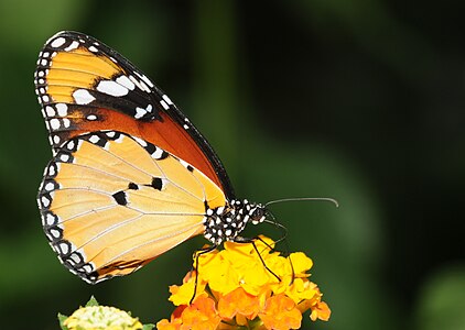 Danaus chrysippus