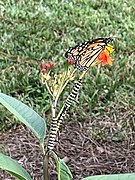 Danaus plexippus—butterfly and caterpillars on tropical milkweed.jpg