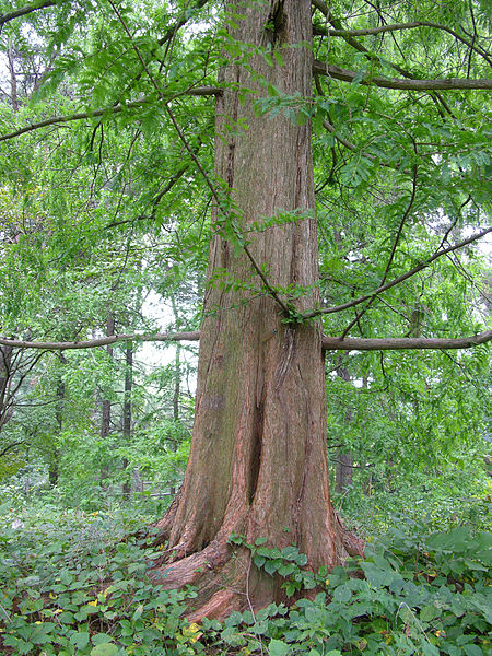 File:Dawn Redwood Metasequoia glyptostroboides Trunk 2448px.jpg