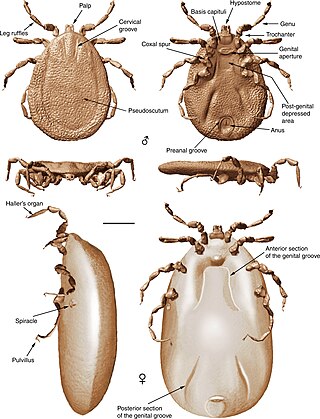 <i>Deinocroton</i> Extinct tick genus