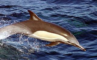 Long-beaked common dolphin