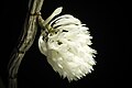 Dendrobium purpureum fma. album